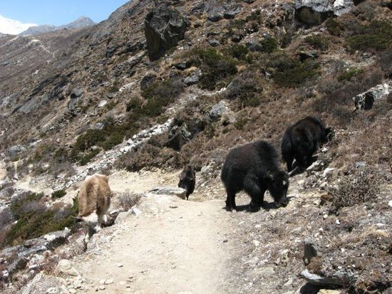 man passiert auf dem Weg von Phortse nach Gokyo etliche weidende Yaks, braucht aber vor diesen friedlichen Tieren keine Angst zu haben