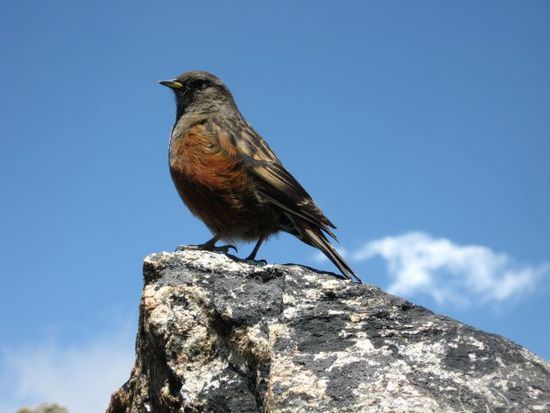 ein fetter, netter Vogel auf 5350m, der sich auch fuettern laesst