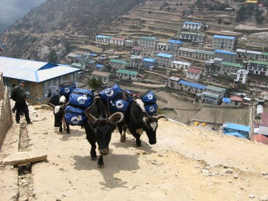 zurueck in Namche Bazaar, dem Umschlagplatz der Region (das linke Yak koennte sich ruhig mal die Hoerner ausbiegen lassen)