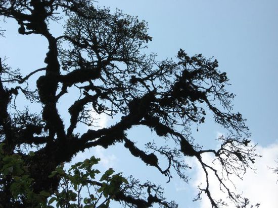 majestaetischer Baum