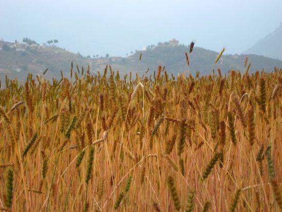 Getreidefeld (Kari Khola)