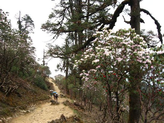 Rhododendren-Gebiete in weiss, rosa und rot nach dem Lamjura-Pass (leider schon etwas am Abbluehen)