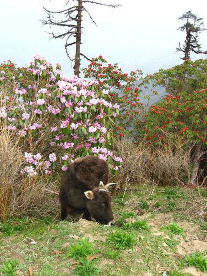 Vierbeiner vor Rhododendren