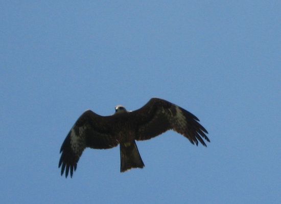 einer der vielen grossen Voegel ueber Kathmandu