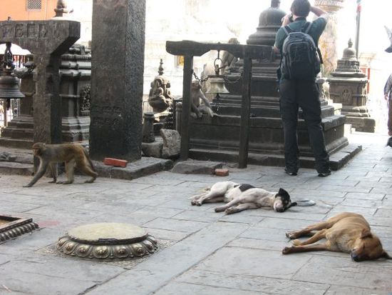 Hunde und Rhesusaffen im Swayambhunath-Tempel