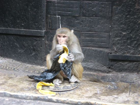 hehe, das hast du dir wohl nicht gedacht, dass da nur mehr Bananenschalen drinnen sind! (Swayambhunath-Tempel)
