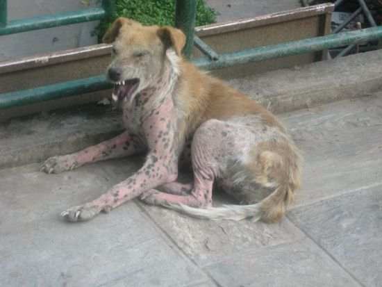 etwas aelteres Baujahr (der Hund bellt nicht, sondern gaehnt/streckt sich nur)
