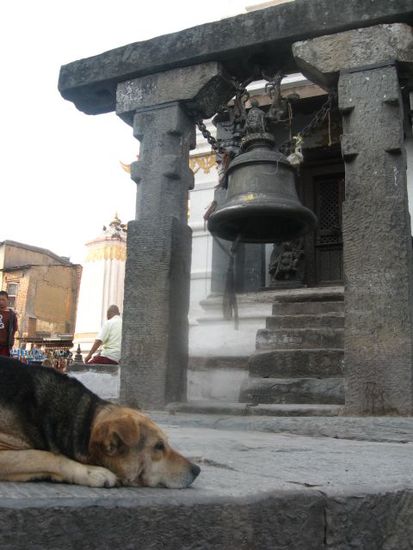 ein Hundeleben fuer Hunde auch in nepalesischen, buddhistischen Tempeln (Swayambhunath-Tempel)