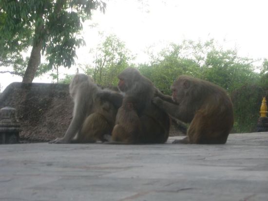 ich glaub mich laust der Affe (Swayambhunath-Tempel)