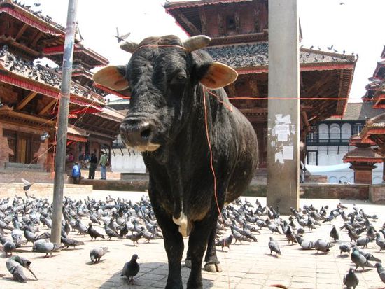 Kuehe sind in Nepal heilig
