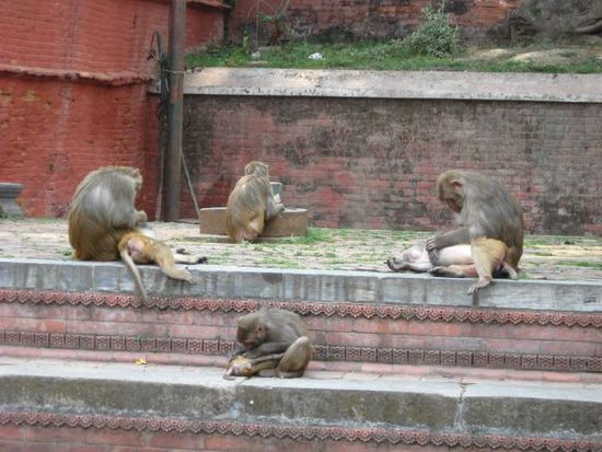 auch im Pashupatinath-Tempel gibt es jede Menge Rhesusaffen