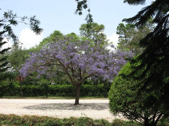 nach meiner Rueckkehr aus dem Everst-Gebiet bluehten viele violette Baeume (Name leider unbekannt, kein Flieder)