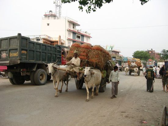 Grenztransport per Vierbeinern