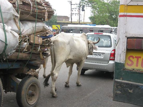 Bullen werden in Indien sehr häufig noch als Zugtiere eingesetzt