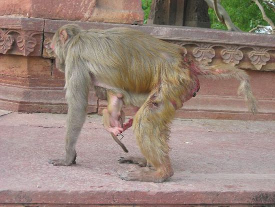 Mutter und Baby im Baby-Taj