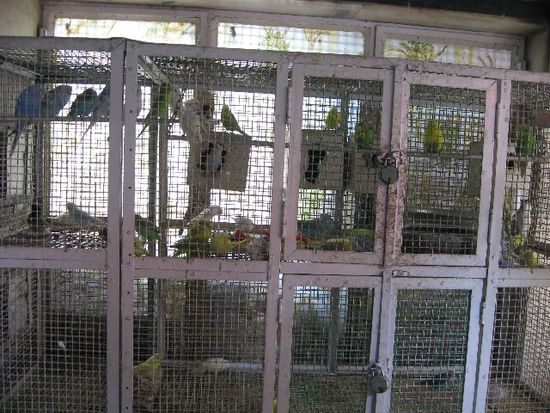 ... ein Vogelkrankenhaus für gefundene, verletzte Vögel