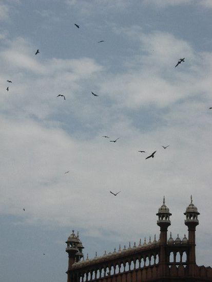 über dem Gebiet der Jama Masjid kreisen jede Menge Riesenvögel
