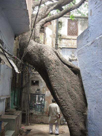 ein Baum wächst sich durch die Gassen von Old Delhi