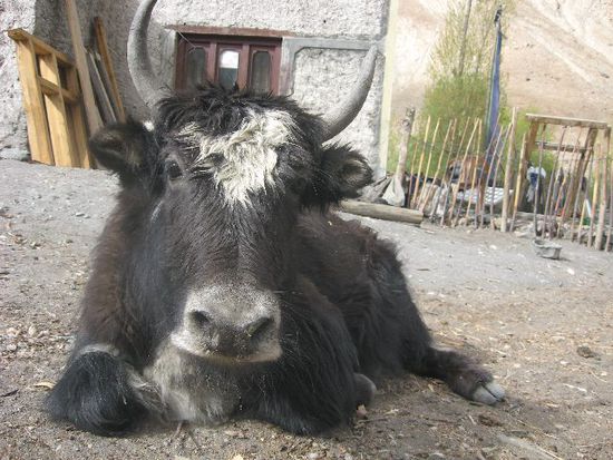 Yak beim Chillen