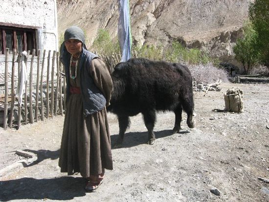 Hausherrin mit Yak im Schlepptau