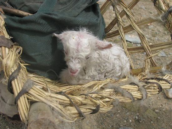 Babyschaf im Korb des Schafhirten