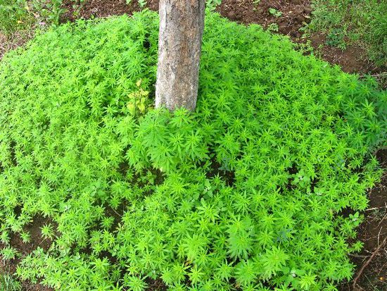 Cannabis wächst wild im Wald