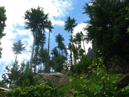 Baumlandschaft