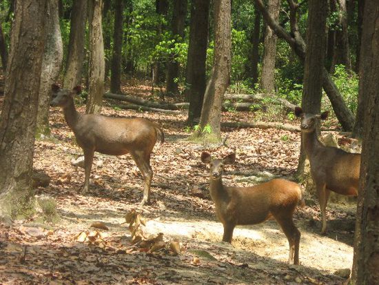 Sambar-Wild - eine der Hauptnahrungsquellen für die 164 Tiger