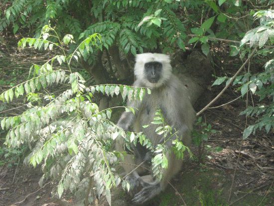 Schwarzfüßiger Hanuman-Langur