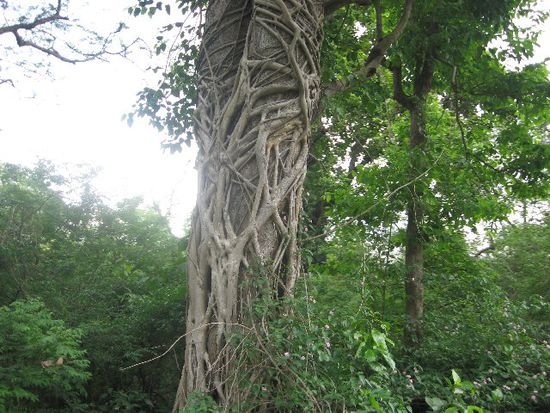 ein Baumparasit, der den Baum früher oder später tötet