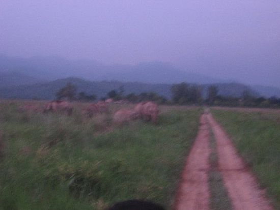 einer der Elefanten ist bei Annäherung mit dem Jeep wild trompetend auf uns zugelaufen, und wir mussten schnell die Flucht ergreifen