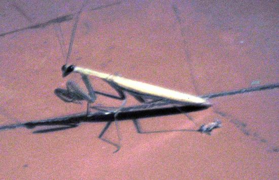 Gottesanbeterin als Zimmerkollegin (das sind die Tiere, die den viel kleineren Männern oft nach dem Sex den Kopf abbeißen). Die Moskitos waren dank NoBite-Spray nicht so schlimm.