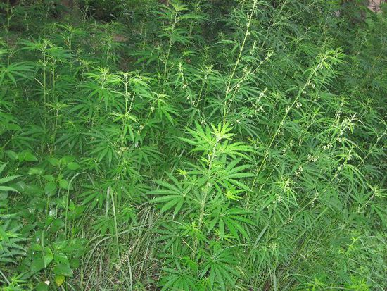 auch im Nationalpark wächst Cannabis