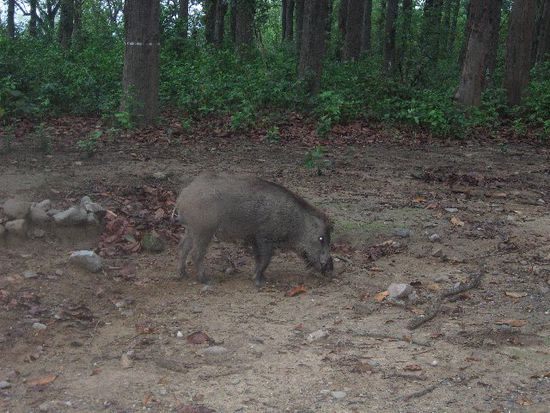 Wildschwein