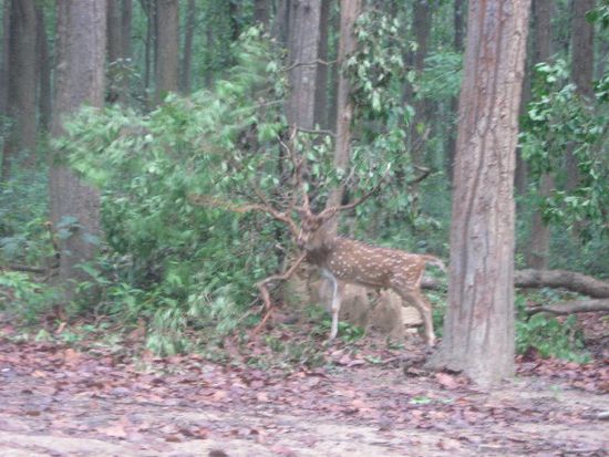 Axiswild - eine der Hauptnahrungsquellen für die 164 Tiger