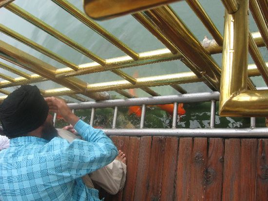 Hier ist die Stelle, bei der beim Rundgang durch den Goldenen Tempel das für Sikhs heilige Wasser getrunken wird. Die Qualität des Wassers ist wegen Wasserfiltern nicht so schlecht, weshalb sich auch die Fische wohl fühlen