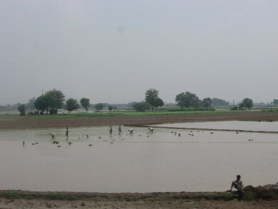 Reisfelder zwischen Amritsar und Delhi