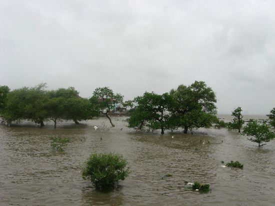 Mangroven wachsen im Salzwasser an der Küste von Elephanta