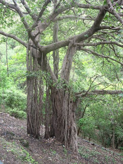 Elephanta-Urwald