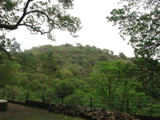 Elephanta-Urwald - nahezu die ganze Insel ist bewaldet