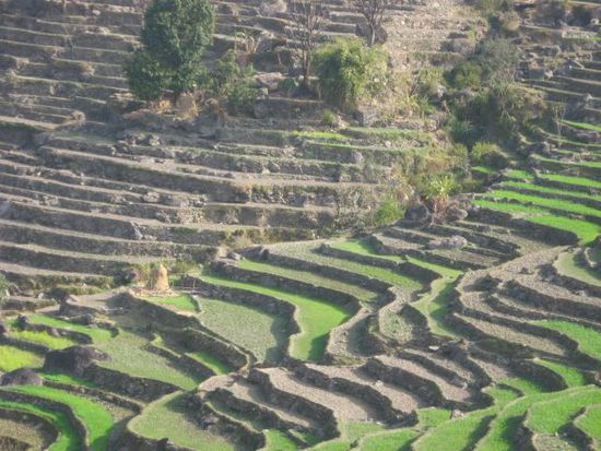 Weizenterrassen (diese terrassenfoermige Art der Landbewirtschaftung ist im gebirgigem Nepal sehr weit verbreitet)