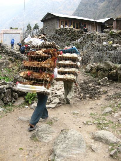 Huehnertransport in den Bergen (ab hier beginnt Manang-District)