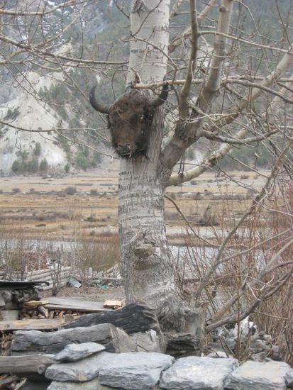 ein Yak-Skull