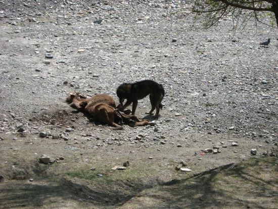 Hund frisst aus toter Kuh... (in Naehe von Tukche)