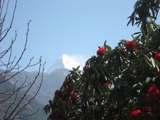 Sicht auf Annapurna South 7219m