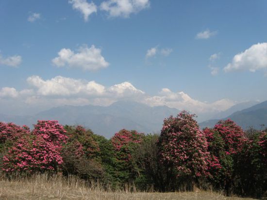 Rhododendronwald, am Horizont ausser Wolken auch Daulaghiri I und Tukuche Peak