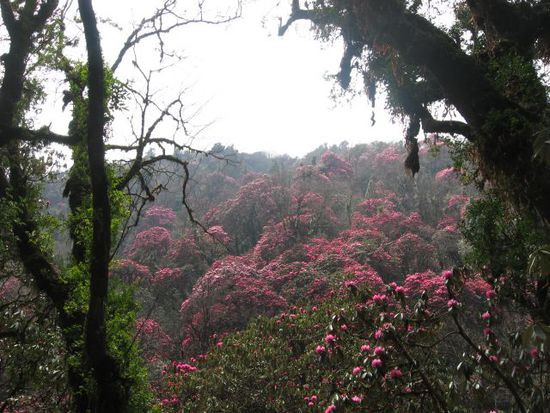 zauberhafter Rhododendren-Maerchenwald