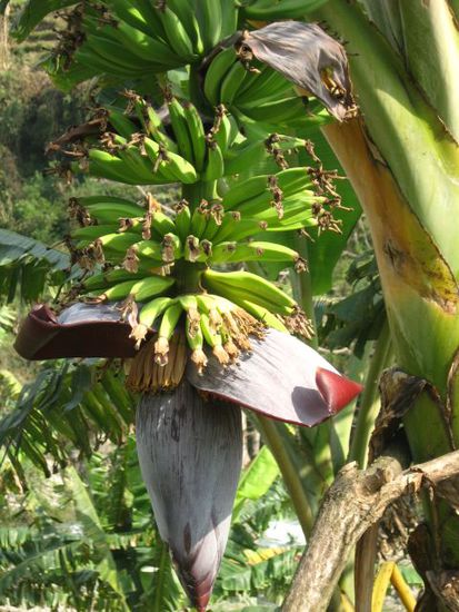 Bananen