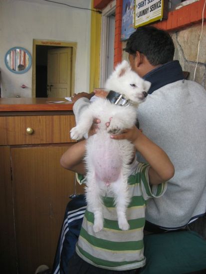 suesser Hund im Royal Guest House