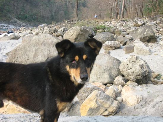einaeugiger Hund